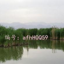 ջ